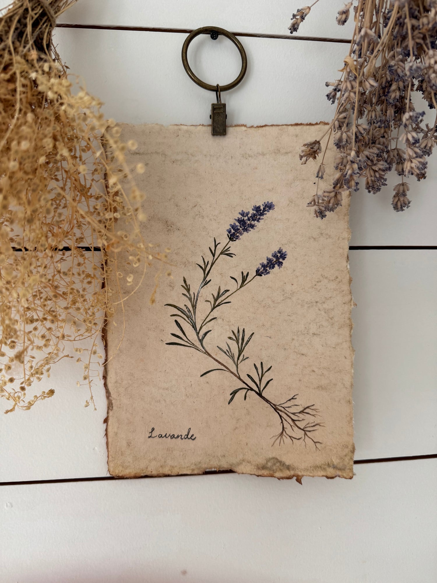 Collection « Herbarium »